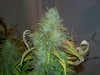 bud 8 week (13).jpg