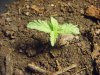 Grow day 10 004.jpg