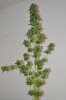 White Widow Harvest 12-3-11 021.jpg