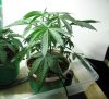 dobby-354677-albums-dobby-grow-picture1942151-bubba1218.jpg