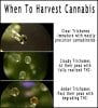 Trichome Chart.jpg