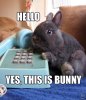 Hello-yes-this-is-bunny.jpg