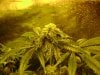 new grow 3 080.jpg