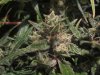 exo cheese 72 from seed 006.jpg