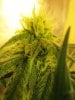 12-20-11 grow 006.jpg