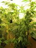 12-20-11 grow 014.jpg