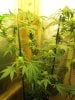 12-20-11 grow 016.jpg