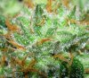 bbtwday49macro.jpg