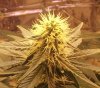 day 65 flower cu.jpg