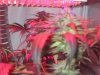 grow-week-10-flower0005.jpg