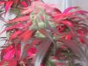 grow-week-10-flower0003.jpg