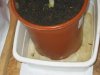 grow-week-10-flower0004.jpg