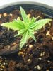 grow day 19 007.jpg