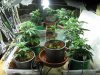 dobby-354677-albums-dobby-grow-picture1954840-1225all.jpg