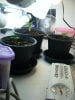 grow day 19 004.jpg