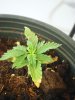 grow day 19 005.jpg