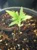 grow day 19 006.jpg