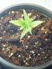 grow day 19 008.jpg