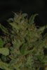 close up cannibis 006.jpg