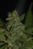 close up cannibis 007.jpg