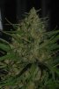 close up cannibis 009.jpg