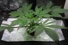 New grow day 28.jpg