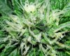 godsgiftday34trichomes.jpg