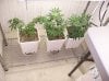 Vert Wk 7 Veg Room 2.JPG