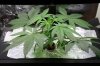 New grow day 31.jpg