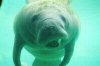 manatee1.jpg