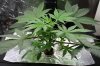 New grow day 33.jpg