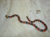 King snake buddy rescued from hens.jpg