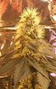 day 75 bud 1.jpg