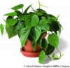 philodendron.jpg