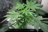 New grow day 36.jpg