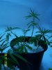 new grow 011.jpg