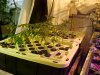 Week Old Clones 8_2.JPG