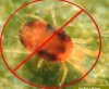 spider mite.JPG