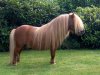 shetland-pony-picture-1.jpg