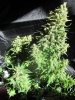 bb harvest #1 033.jpg