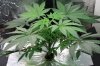 New grow day 38.jpg