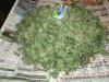 afghani malawi sk ssh harvest 020.jpg