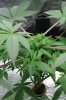 Real topped plant jan 11 2012.jpg