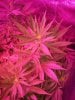 Day 8 flower pic 17.jpg