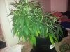 Day 8 flower pic 16.jpg