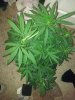 Day 8 flower pic 14.jpg