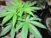 weeds2012 367.jpg