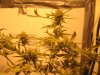 Super Skunk Day 42.jpg