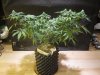 mini moveable scrog 007.jpg