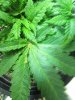 weeds2012 531.jpg